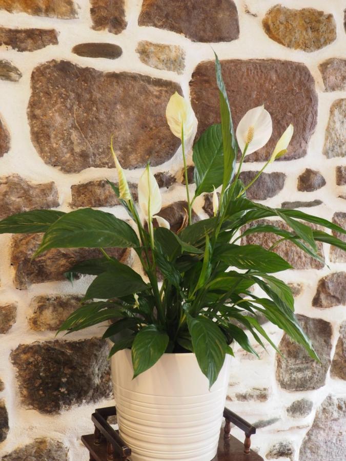 Studio Camino Real Saint-Jean-Pied-de-Port Luaran gambar
